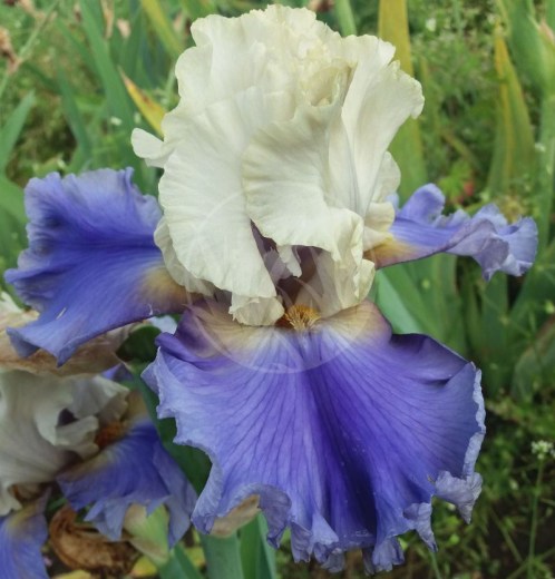 All Ashore 20190607_164932 vyrez 800x835